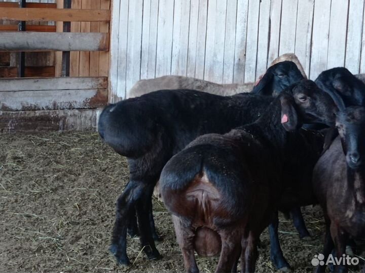 Бараны гиссарской породы