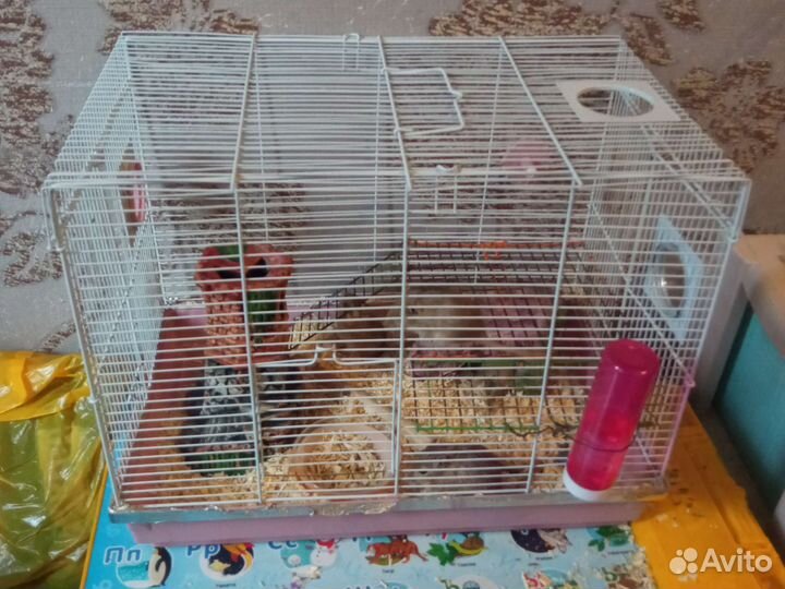 Песчанки в добрые руки