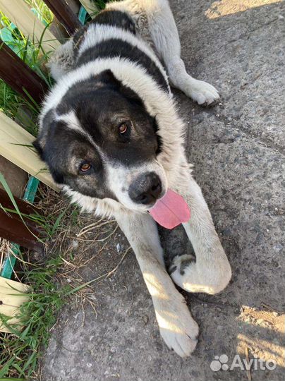 Среднеазиатская овчарка алабай вязка