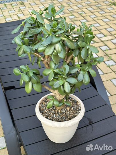 Денежное дерево толстянка крассула