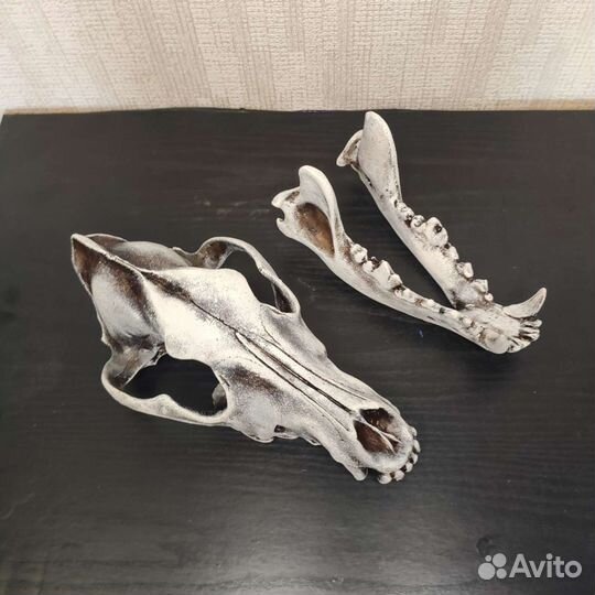 Череп волка, реплика