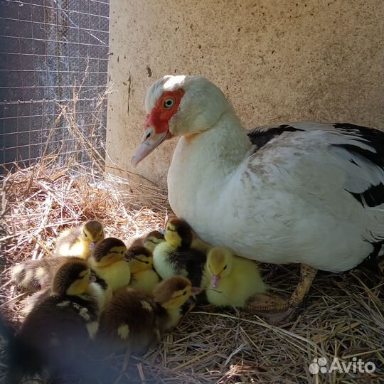 Утята индоутки (мускусной утки)