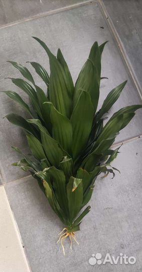 Драцена компакта