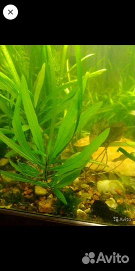 Роголистник