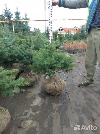 Ель колючая (голубая, зеленая, сизая)