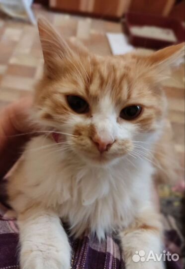 Котик в дар