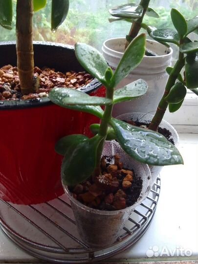 Денежное дерево,толстянка, отростки