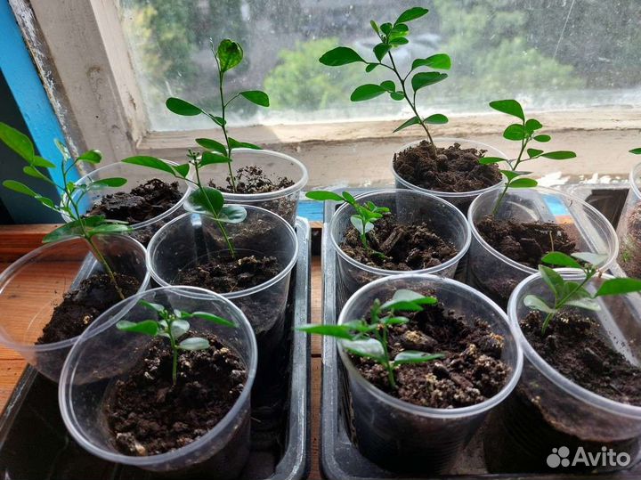 Мурайя метельчатая