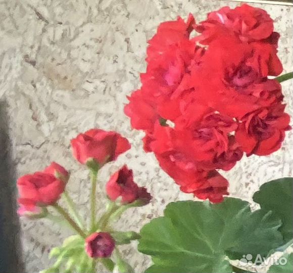 Герань, пеларгония сортовая