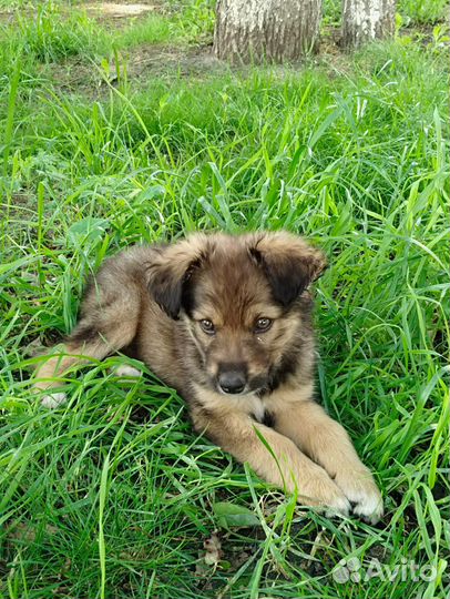 Щенок в добрые руки