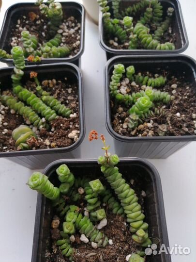 Крассула хоттентот