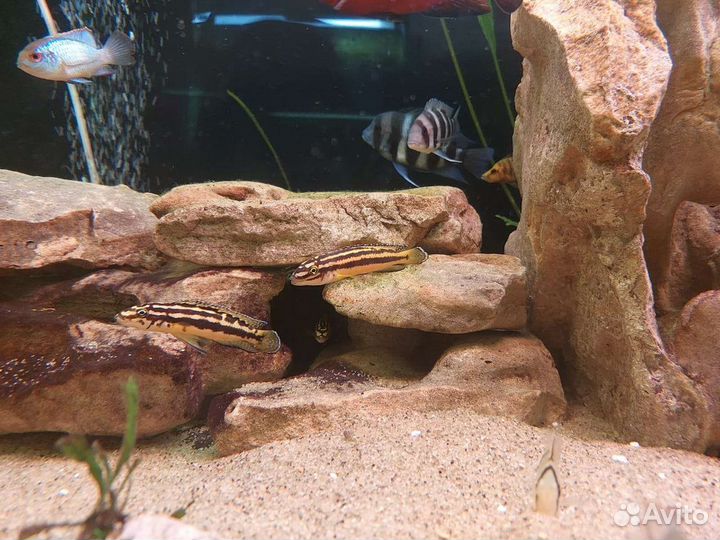 Цихлиды (танганьика)