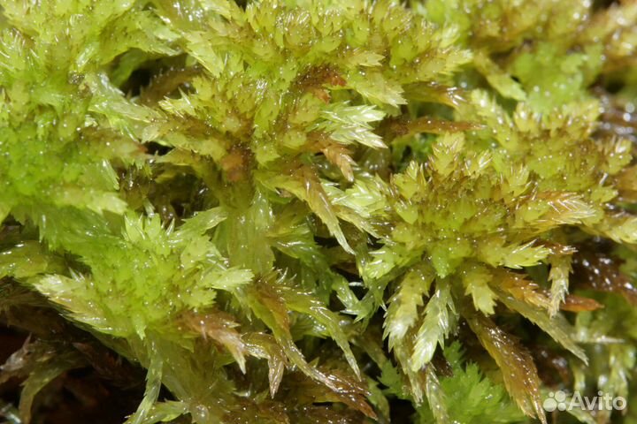 Аглаонема Боксинг, алоказия Калидора и живой мох