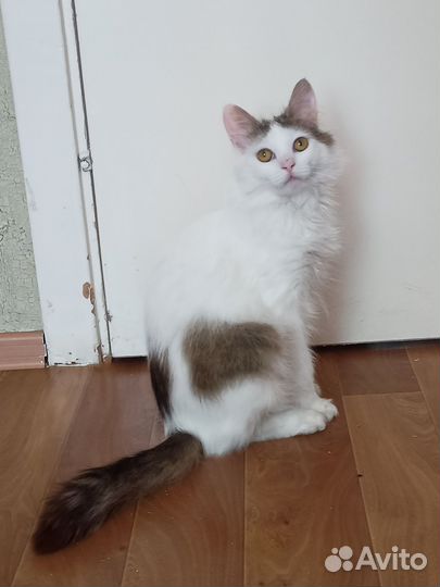 Моолодой котик в добрые ручки