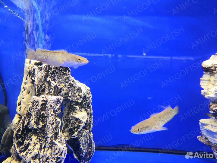 Змееголов стюарта (Channa stewartii)