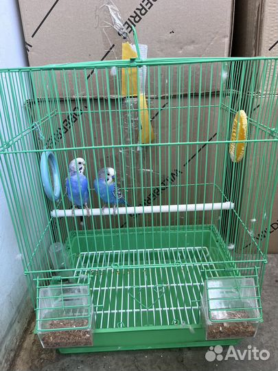 Волнистый попугай с клеткой