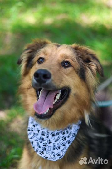 Собаки бесплатно