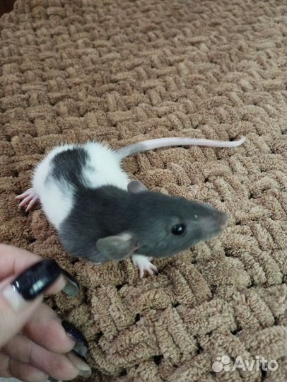 Крыса дамбо