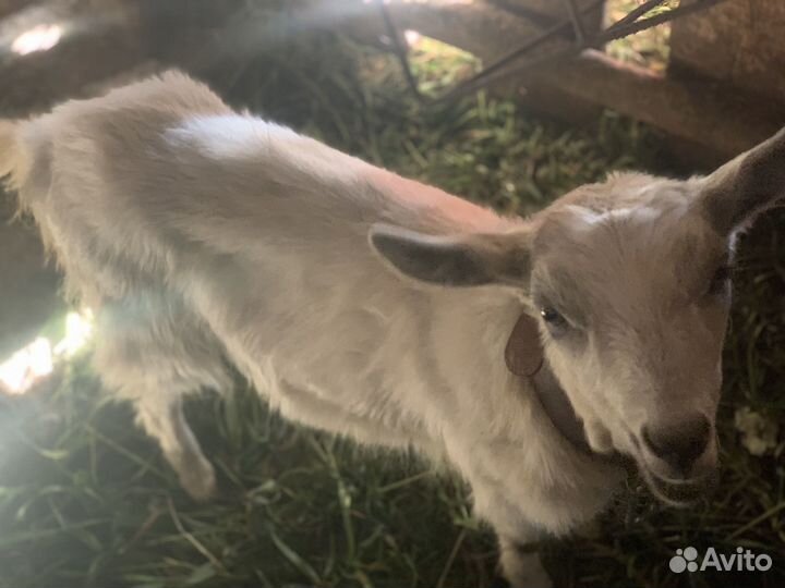 Зааненская коза