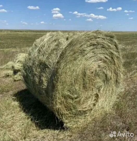 Продам сено в рулонах