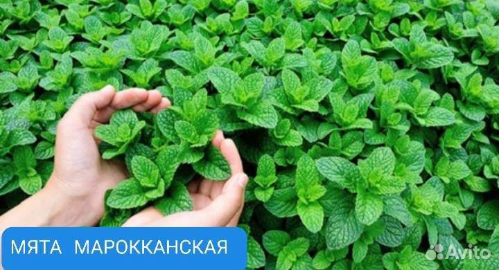 Мята 15сортов и мелисса саженцы