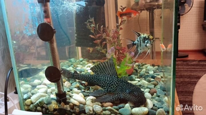 Аквариум с рыбками
