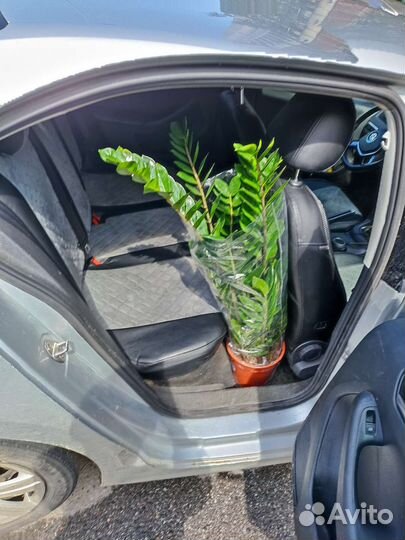 Замиокулькас