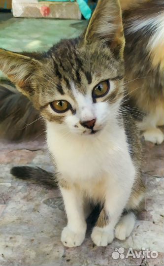 Котята от сибирской кошки