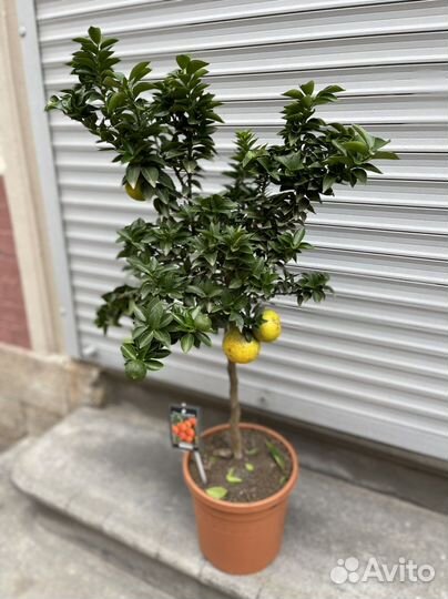 Мандариновое дерево