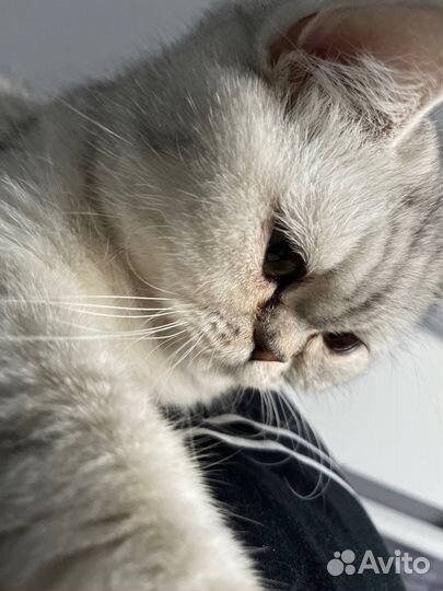 Кошка экзот