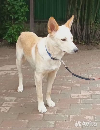 Щенки в дар в добрые руки