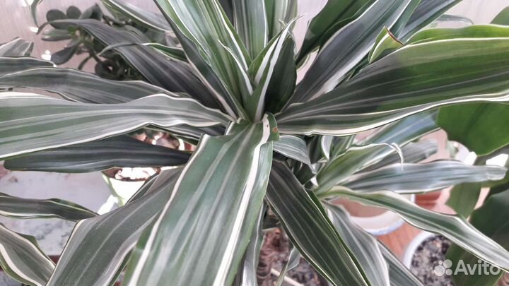 Пальма Драцена, Бегонии