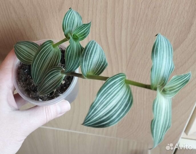 Традесканции