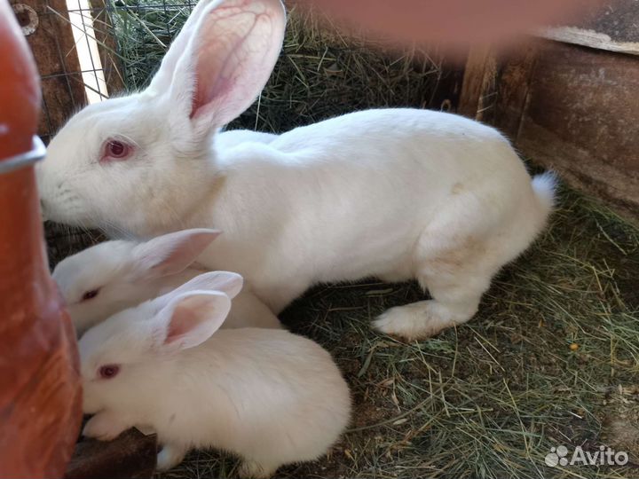 Кролики белый паннон