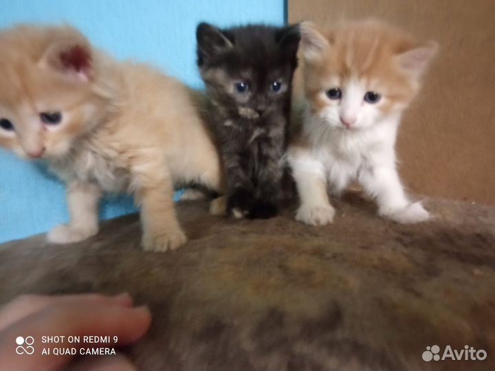 Котята