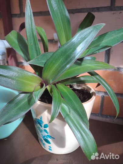 Традесканция / рео, спатифиллум, аглаонема. Цветы