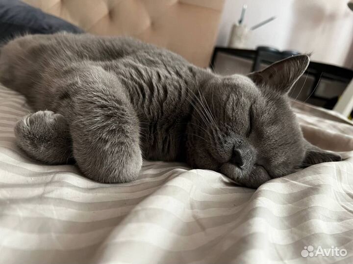 Зооняня передержка кота/кошки/собаки мелких пород