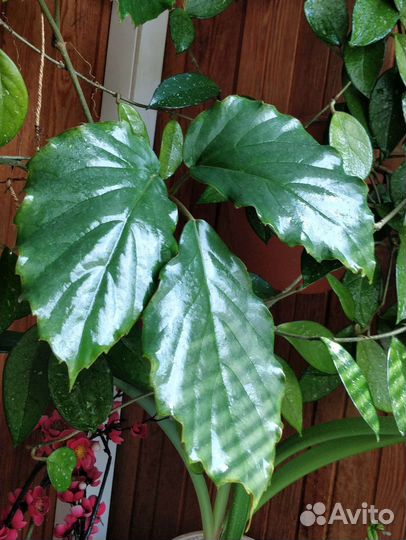 Тетрастигма Вуанье