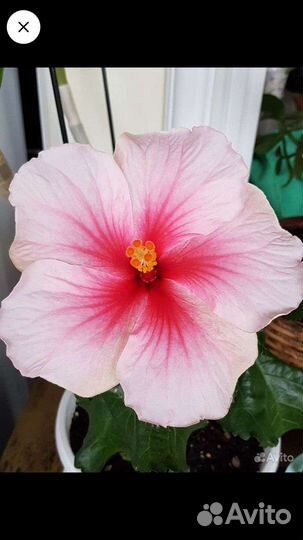 Сортовые гибискусы