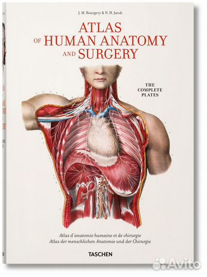 Atlas of Human Anatomy and Surgery XL