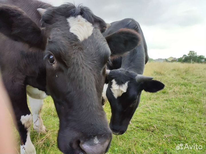 Корова молодая приучена к доильному аппарату