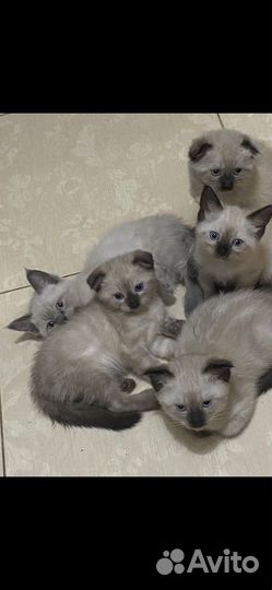 Котята сиамские