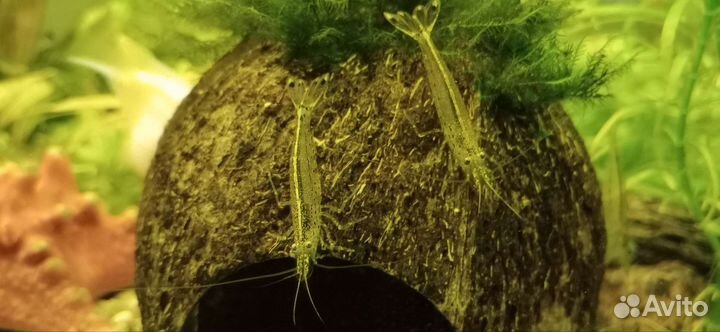 Креветки Амано, трубки Чолла, Стифодоны, бактерии