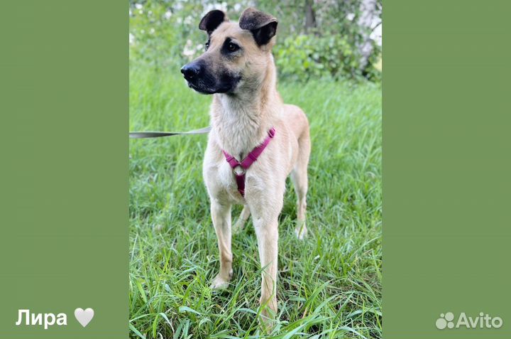 Прекрасная Лира ждет семью в приюте
