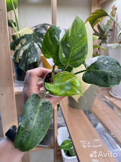 Филодендрон белая принцесса с розовой мутацией