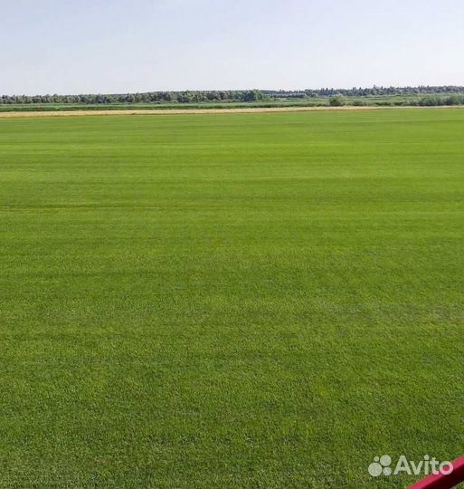 Рулонный газон, посевной газон