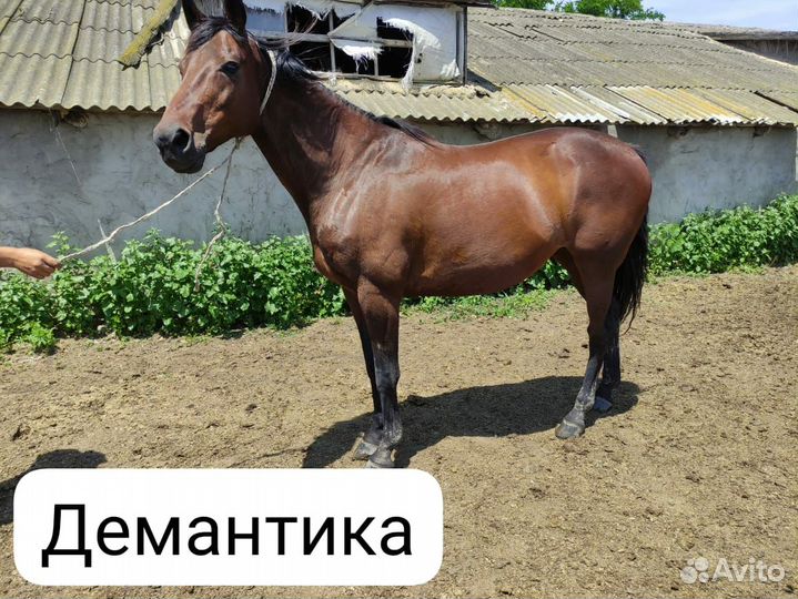 Английская чистокровная