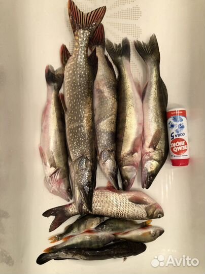 Рыболовная суперснасть «Балда V2.0». Серебро