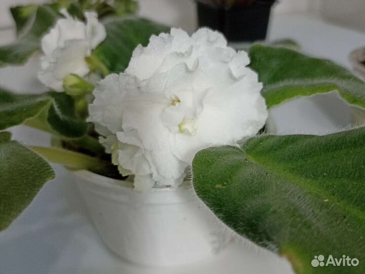 Фиалка белая махровая