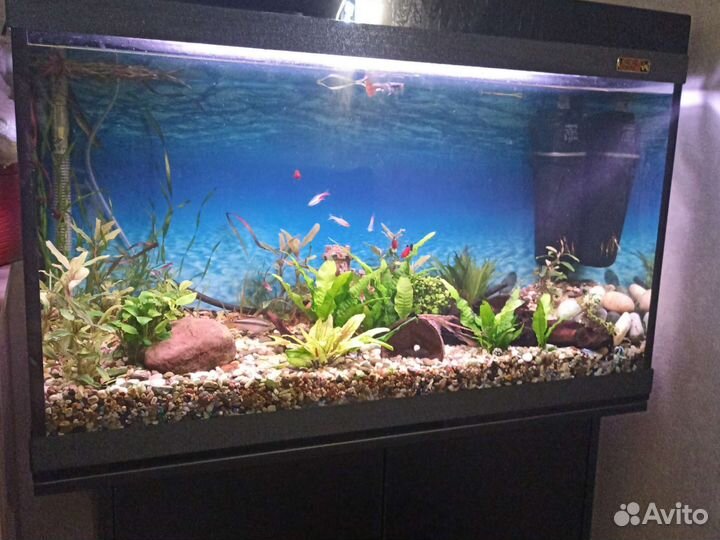 Аквариум